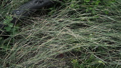 Ehrharta villosa