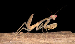 Hierodula tenuidentata