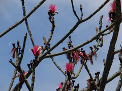 Pseudobombax ellipticum