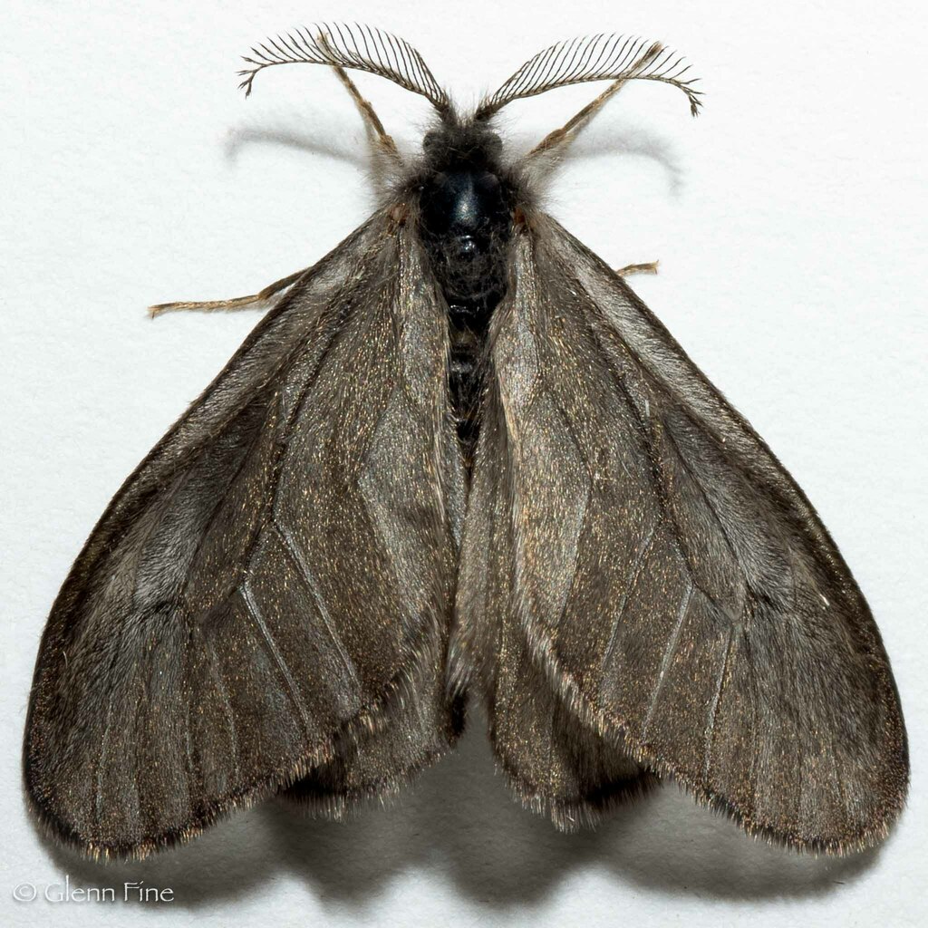 Hyaloscotes fumosa