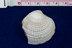 Chione undatella