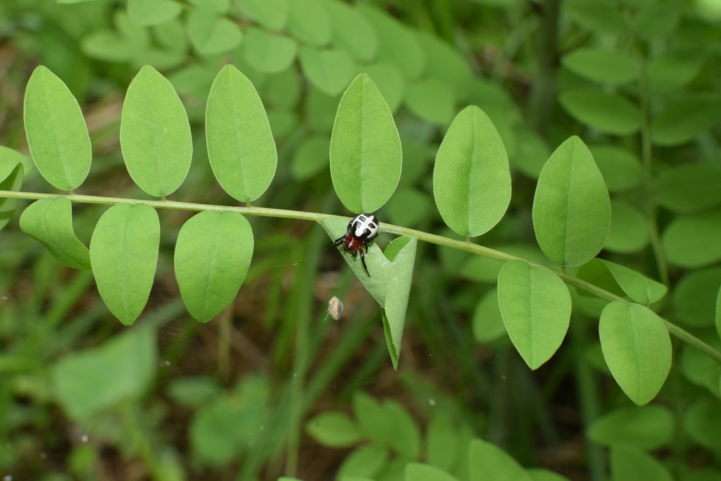 Singa alpigena