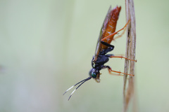 Tenthredo ferruginea