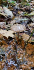 Entoloma psammophilohebes image