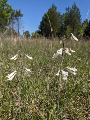 Image of Penstemon tenuiflorus by (c) Alaina Krakowiak, some rights reserved (CC BY)