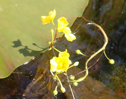 Image of Utricularia floridana by (c) mfeaver, some rights reserved (CC BY)