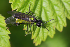 Tenthredo mesomela