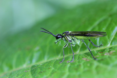Tenthredo mesomela