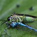 Typical Sawflies - Photo (c) Erland Refling Nielsen, some rights reserved (CC BY-NC)