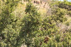 Indigofera nigromontana