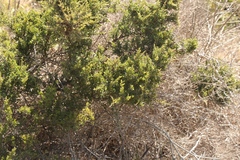 Indigofera nigromontana