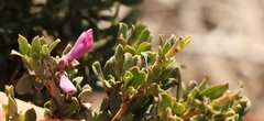Indigofera nigromontana