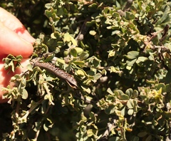 Indigofera nigromontana