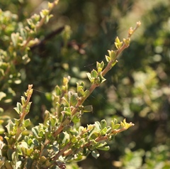 Indigofera nigromontana