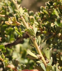 Indigofera nigromontana