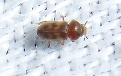 Heteroceridae
