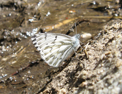 Pontia sisymbrii
