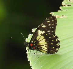 Catasticta sisamnus