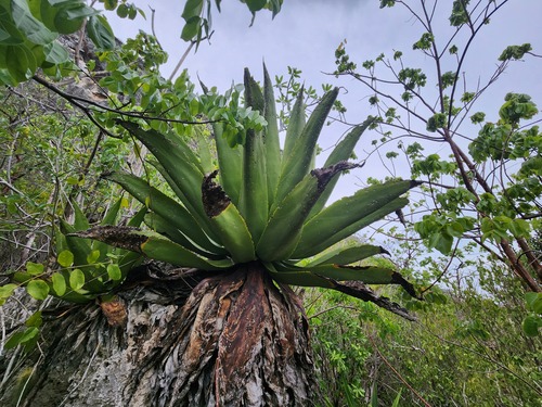 Agave caymanensis