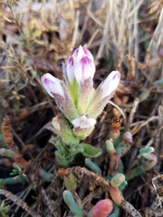 Chloropyron maritimum palustre