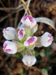 Chloropyron maritimum palustre