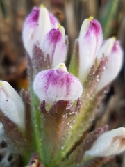 Chloropyron maritimum palustre