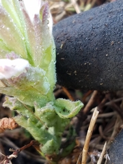 Chloropyron maritimum palustre