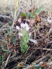 Chloropyron maritimum palustre