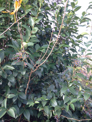Ligustrum lucidum