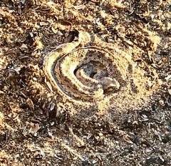 Crotalus cerastes laterorepens
