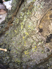 Fungi