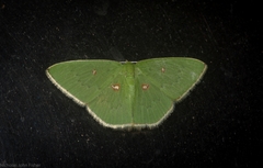 Comostola leucomerata