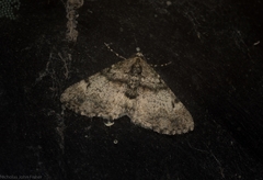 Syneora adelphodes