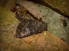 Condica aroana