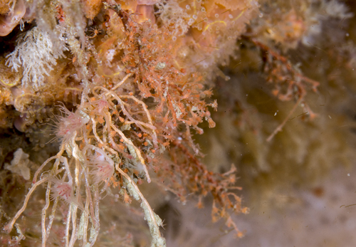Garveia nutans