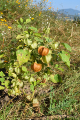 Physalis nicandroides