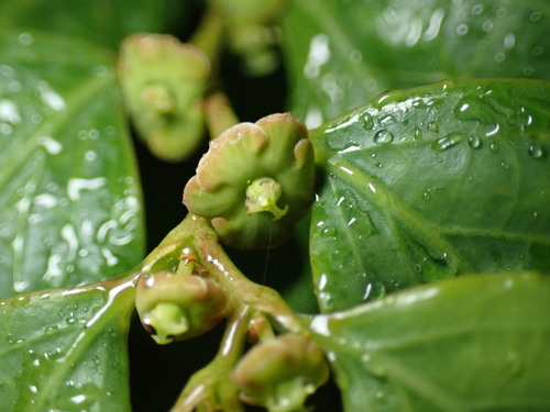 Image of Breynia fruticosa by (c) W Rao, some rights reserved (CC BY)