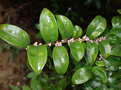 Image of Ilex pubescens by (c) W Rao, some rights reserved (CC BY)