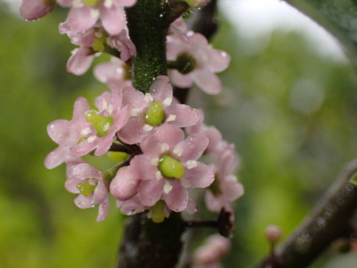 Image of Ilex pubescens by (c) W Rao, some rights reserved (CC BY)