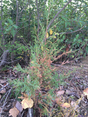 Juniperus