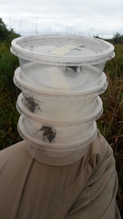 Nicrophorus americanus