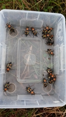 Nicrophorus americanus