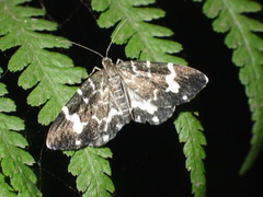Trichodezia californiata