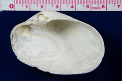 Platyodon cancellatus