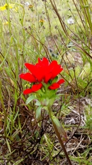Castilleja arvensis