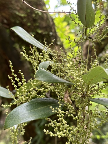 Dioscorea cirrhosa iNat (3)