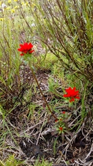 Castilleja arvensis