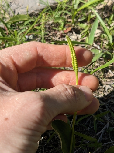 Image of Ophioglossum engelmannii by (c) Alaina Krakowiak, some rights reserved (CC BY)