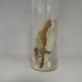 Ligula intestinalis - Photo (c) David LeGros,  זכויות יוצרים חלקיות (CC BY-NC), הועלה על ידי David LeGros
