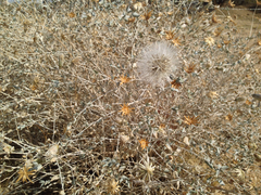 Brickellia incana